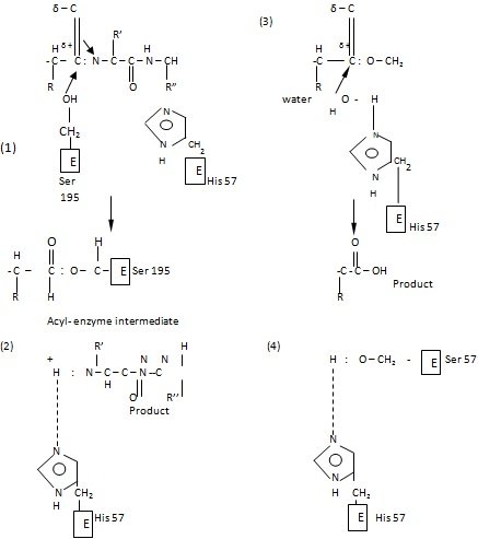 postulated mechanism of catalysis by chymotrysin